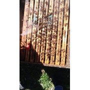 Stagione Apistica 2026